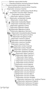 Attēlu rezultāti vaicājumam “Didymodon tophaceus”