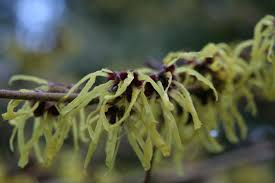 Attēlu rezultāti vaicājumam “Hamamelis mollis flower”