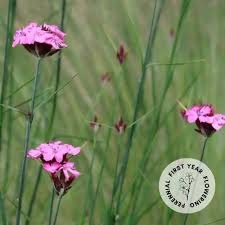 Image result for Dianthus carthusianorum