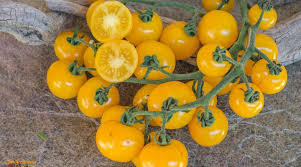 Afbeeldingsresultaat voor blushing yellow tomato