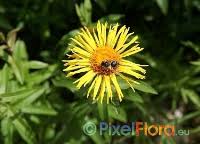 Attēlu rezultāti vaicājumam “Inula salicina leaf”