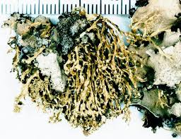 Attēlu rezultāti vaicājumam “Ramalina pollinaria”