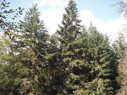 Attēlu rezultāti vaicājumam “Pseudotsuga menziesii”