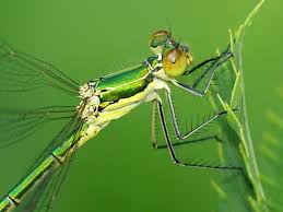 Attēlu rezultāti vaicājumam “Lestes virens”