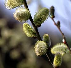Attēlu rezultāti vaicājumam “Salix aurita”