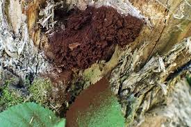 Attēlu rezultāti vaicājumam “Stemonitis axifera var. smithii spores”