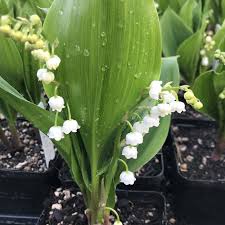 Attēlu rezultāti vaicājumam “Convallaria majalis leaf”