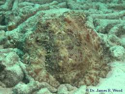 Image result for Octopus vulgaris
