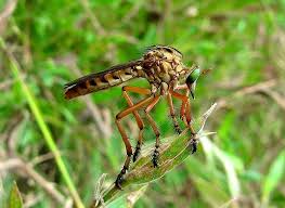 Attēlu rezultāti vaicājumam “Asilidae”