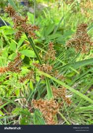 Attēlu rezultāti vaicājumam “Cyperaceae”