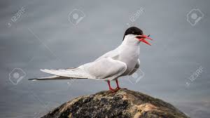 Image result for Sterna hirundo