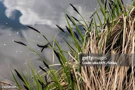 Attēlu rezultāti vaicājumam “Carex acuta”