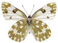 Attēlu rezultāti vaicājumam “Pontia edusa underside”