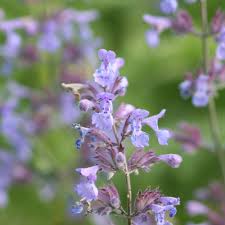 Attēlu rezultāti vaicājumam “Nepeta x faassenii flower”