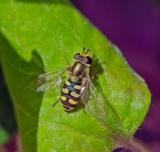 Attēlu rezultāti vaicājumam “Eupeodes corollae”
