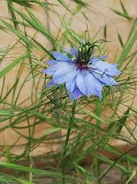 Image result for Nigella damascena