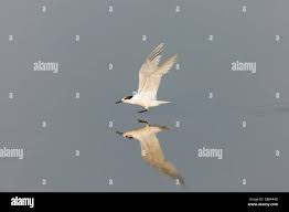 Attēlu rezultāti vaicājumam “Sterna sandvicensis adult”