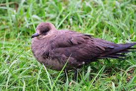 Attēlu rezultāti vaicājumam “Stercorarius parasiticus adult”