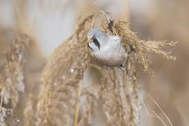 Attēlu rezultāti vaicājumam “Panurus biarmicus male”