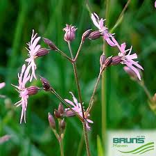 Attēlu rezultāti vaicājumam “Lychnis flos-cuculi fruit”