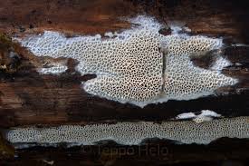 Attēlu rezultāti vaicājumam “Ceriporiopsis aneirina”