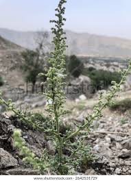 Image result for Chenopodium botrys