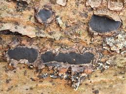 Attēlu rezultāti vaicājumam “Biscogniauxia granmoi”