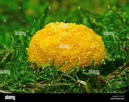 Attēlu rezultāti vaicājumam “Lignydium muscorum plasmodium”