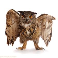 Attēlu rezultāti vaicājumam “Bubo bubo”