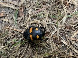 Attēlu rezultāti vaicājumam “Nicrophorus investigator imago”