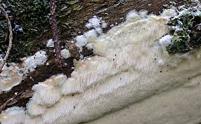 Attēlu rezultāti vaicājumam “Antrodia mellita”