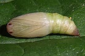 Attēlu rezultāti vaicājumam “Lythria cruentaria”