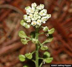 Attēlu rezultāti vaicājumam “Teesdalia nudicaulis”