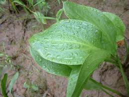 Attēlu rezultāti vaicājumam “Alisma plantago-aquatica leaf”