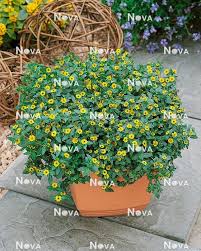 Image result for Sanvitalia procumbens