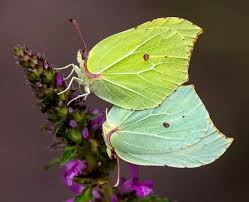 Attēlu rezultāti vaicājumam “Gonepteryx rhamni female”