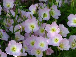 Image result for Oenothera odorata