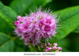Attēlu rezultāti vaicājumam “Spiraea salicifolia flower”