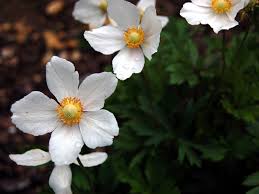 Attēlu rezultāti vaicājumam “Anemone sylvestris fruit”