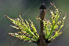 Attēlu rezultāti vaicājumam “Fraxinus excelsior flower”