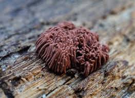 Attēlu rezultāti vaicājumam “Diderma rufostriatum spores”