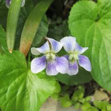 Attēlu rezultāti vaicājumam “Viola odorata flower”