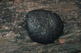 Attēlu rezultāti vaicājumam “Lindbladia tubulina”