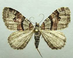 Attēlu rezultāti vaicājumam “Xanthorhoe designata”