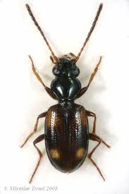 Attēlu rezultāti vaicājumam “Bembidion quadrimaculatum”