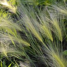 Attēlu rezultāti vaicājumam “Hordeum jubatum”