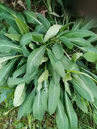 Attēlu rezultāti vaicājumam “Succisa pratensis leaf”