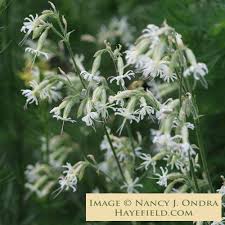 Attēlu rezultāti vaicājumam “Silene nutans flower”