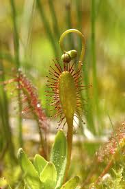 Attēlu rezultāti vaicājumam “Drosera anglica”