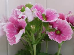 Image result for Primula obconica